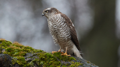 Eurasian Sparrowhawk photo 1