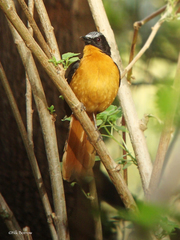 Cossypha albicapillus