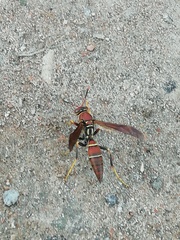Polistes oculatus