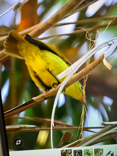 Collared Sunbird