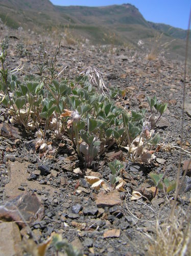 Leiberg's Clover (Trifolium leibergii)