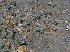 Trifolium leibergii