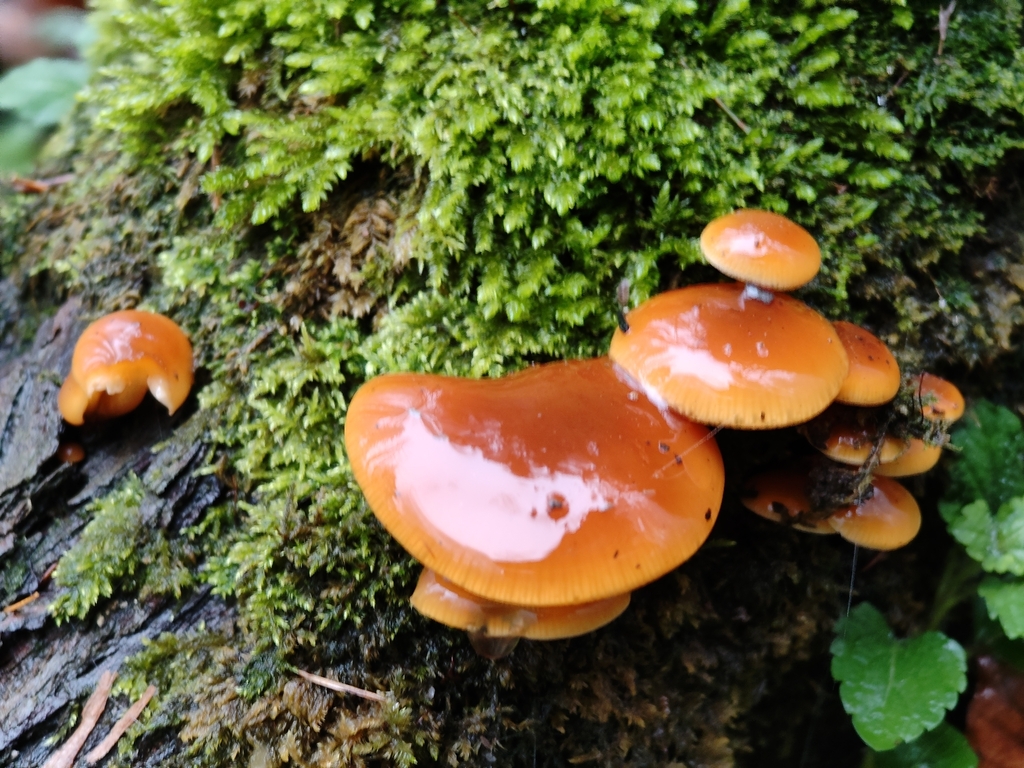 Flammulina · November 2025 · photo: © xulescu_g (iNaturalist, cc-by-sa)