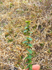 Hypericum tetrapetalum
