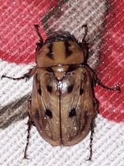Cyclocephala sexpunctata image