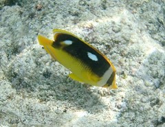 Chaetodon quadrimaculatus