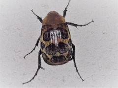 Isonychus pictus image