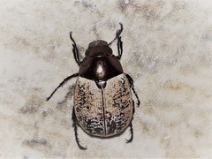 Callistethus cupricollis