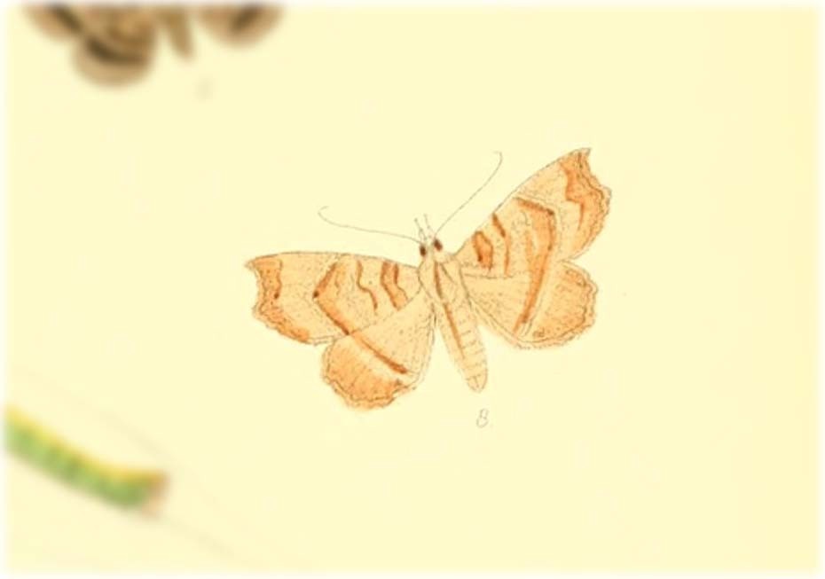 Tamba decolor