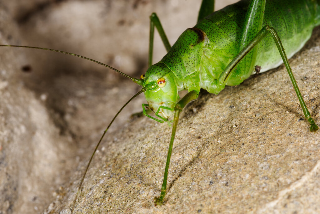 Bright Bush-crickets