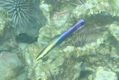 Labroides phthirophagus