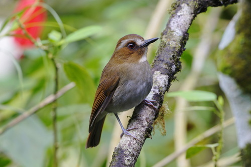 Eyebrowed Jungle Flycatcher (Vauriella gularis), photo 10