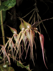 Pleurothallis phalangifera