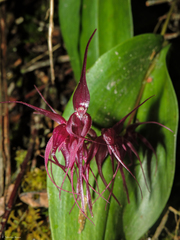 Pleurothallis phalangifera
