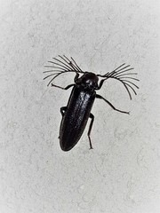 Callirhipidae