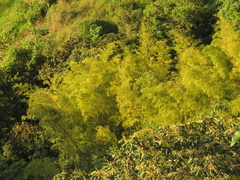 Guadua angustifolia