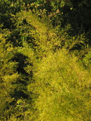 Guadua angustifolia