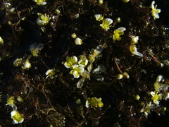Ranunculus confervoides