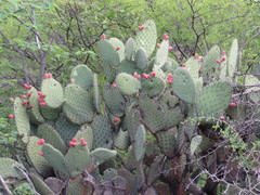 Opuntia hyptiacantha