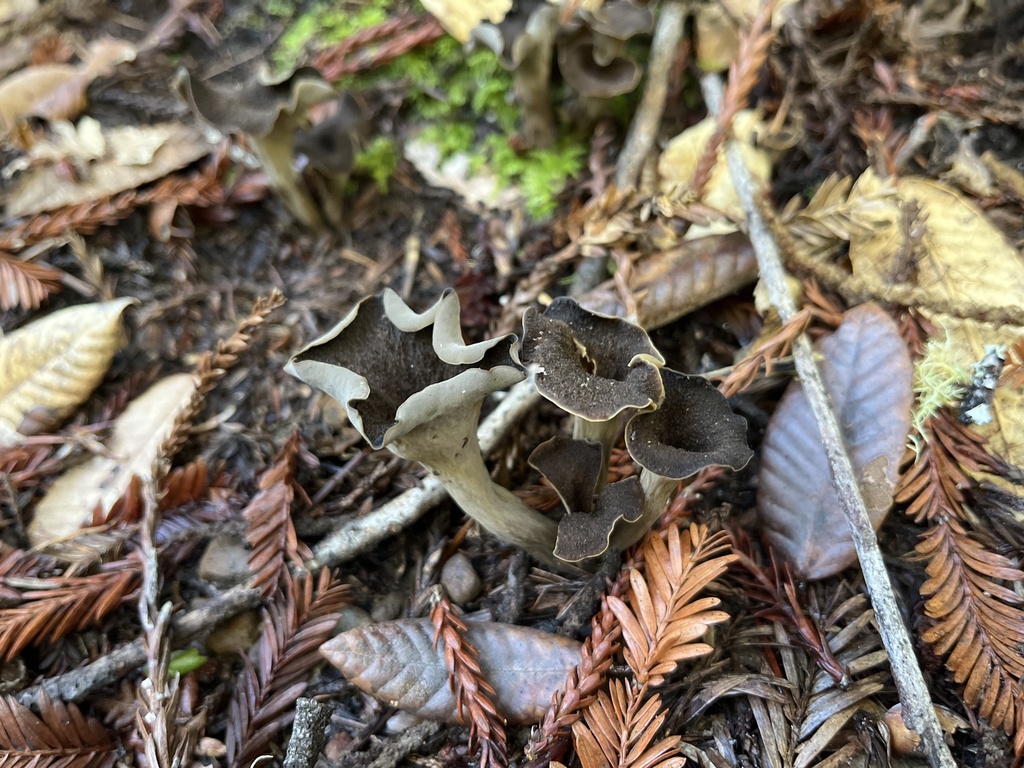 Craterellus calicornucopioides · November 2025 · photo: © c_dizzy (iNaturalist, cc0)