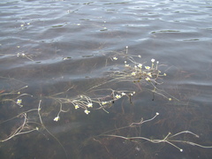 Ranunculus confervoides