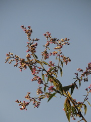 Lepidaploa canescens