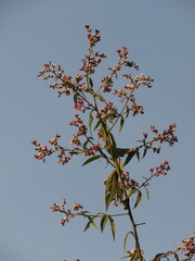 Lepidaploa canescens