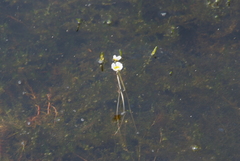 Ranunculus confervoides