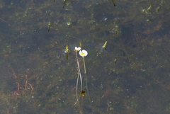 Ranunculus confervoides