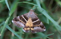 Grammodes euclidioides