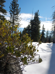 Quercus vacciniifolia