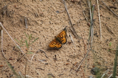 Boloria selenis
