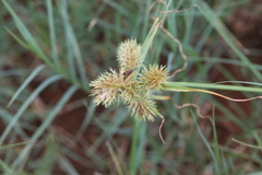 Cyperus decurvatus