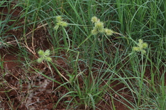 Cyperus decurvatus
