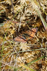 Boloria aquilonaris