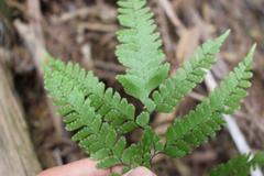 Adiantum fulvum