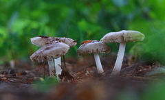 Fungi