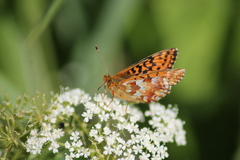 Boloria aquilonaris