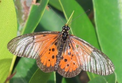 Acraea igola