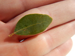 Quercus vacciniifolia