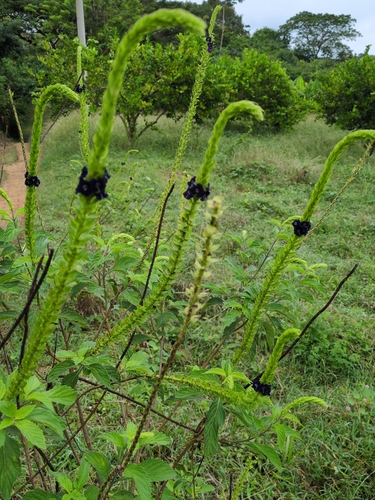 Stachytarpheta orubica, photograph 2