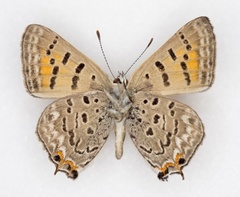 Tharsalea arota schellbachi