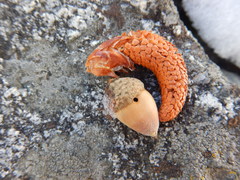 Quercus vacciniifolia