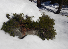 Quercus vacciniifolia