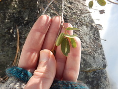 Quercus vacciniifolia