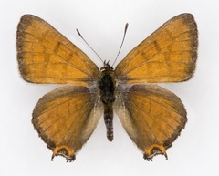 Tharsalea arota schellbachi