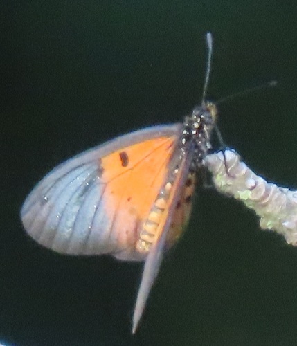 Acraea cerasa