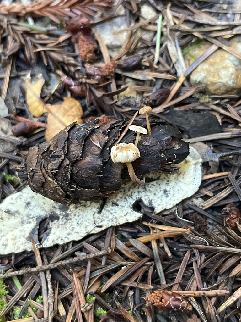 Strobilurus trullisatus · November 2025 · photo: © c_dizzy (iNaturalist, cc0)