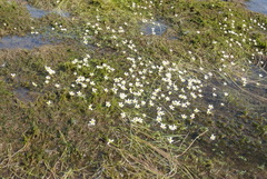 Ranunculus confervoides