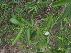 Vallesia glabra